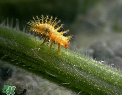 洋辣子是什么？洋辣子能吃嗎？