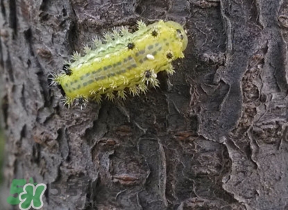 被洋辣子蟄了怎么辦？被洋辣子蟄到怎么治