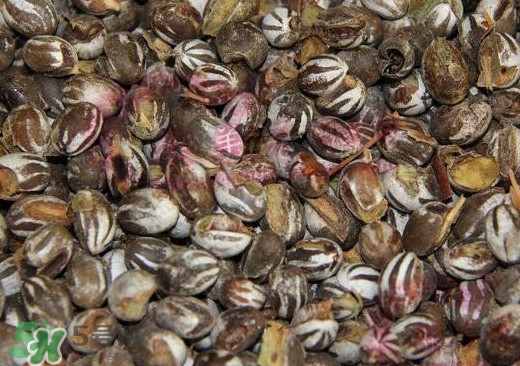 洋辣子是毛毛蟲嗎？洋辣子和毛毛蟲的區(qū)別