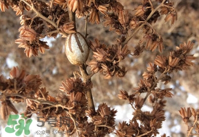 洋辣子罐怎么吃？洋辣子罐有什么營養(yǎng)價值