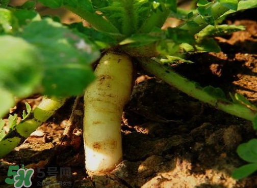 頭伏蘿卜二伏菜是什么意思？頭伏種什么菜？