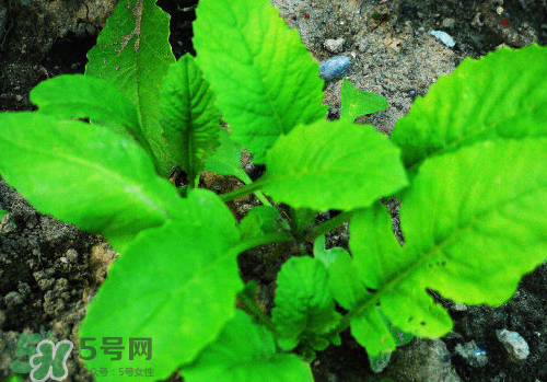 頭伏蘿卜二伏菜是什么意思？頭伏種什么菜？