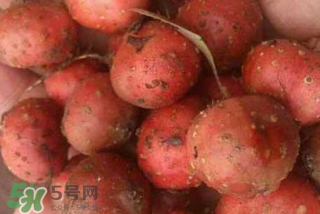 野地瓜是什么？野地瓜好吃嗎