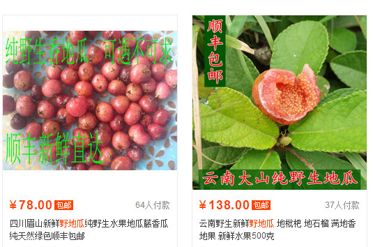 野地瓜哪里可以買到？哪個地方有種植野地瓜的