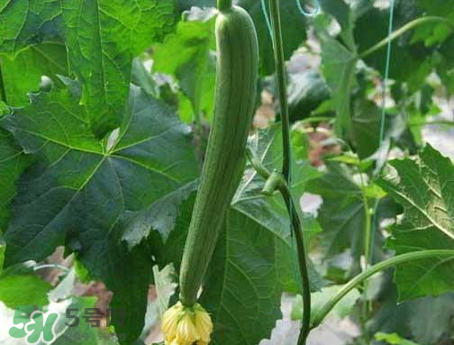 七月份可以種絲瓜嗎？絲瓜幾月份種植？