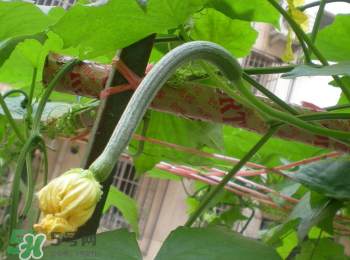 七月份可以種絲瓜嗎？絲瓜幾月份種植？