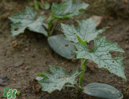 七月份可以種絲瓜嗎？絲瓜幾月份種植？