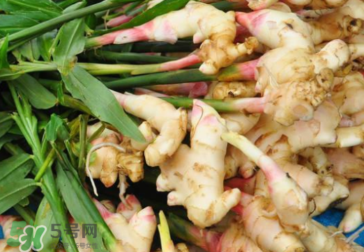 7月份可以種生姜嗎？生姜幾月份種植？