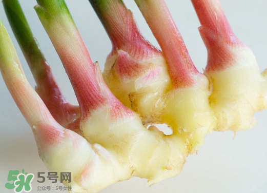 7月份可以種生姜嗎？生姜幾月份種植？