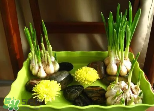 七月份可以種大蒜嗎？七月份怎樣種植大蒜才能發(fā)芽？