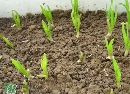 七月份可以種大蒜嗎？七月份怎樣種植大蒜才能發(fā)芽？