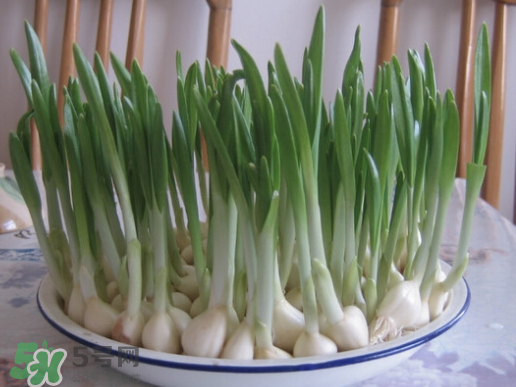 七月份可以種大蒜嗎？七月份怎樣種植大蒜才能發(fā)芽？