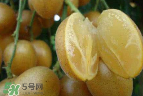 黃皮果可以減肥嗎？黃皮果能減肥嗎