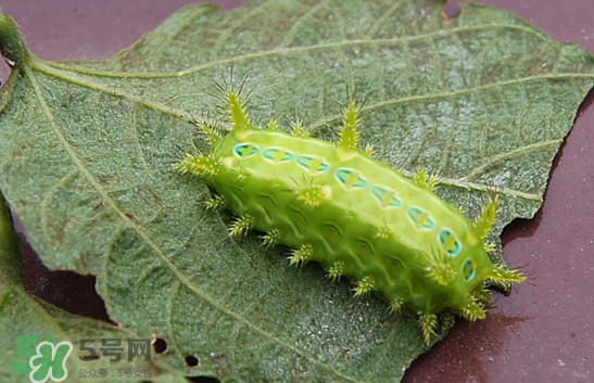 被洋辣子蟄了怎么辦？被洋辣子蟄到怎么治