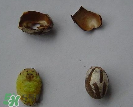 洋辣子是毛毛蟲嗎？洋辣子和毛毛蟲的區(qū)別