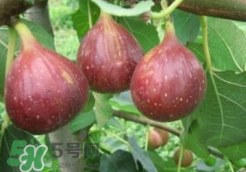 無花果什么品種最好？無花果哪種品種好吃