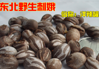 洋辣子多少錢一斤？洋辣子罐是什么