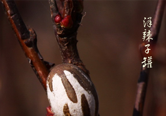 洋辣子罐怎么吃？洋辣子罐有什么營養(yǎng)價值