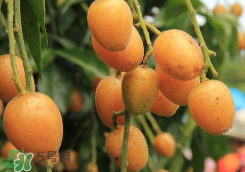 黃皮果能解酒嗎？黃皮果可以解酒嗎