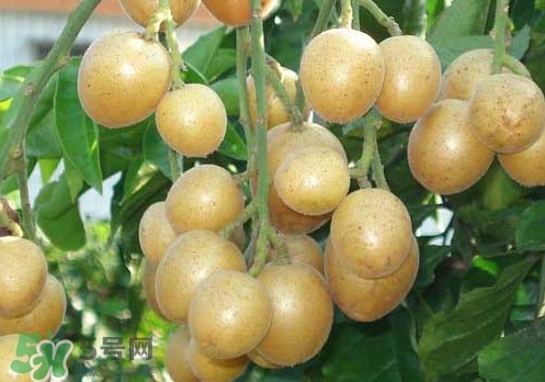 黃皮果可以放冰箱嗎？黃皮果可以放多久