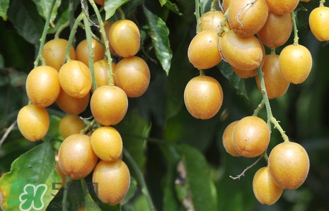 黃皮可以吃皮嗎？黃皮果可以帶皮吃嗎