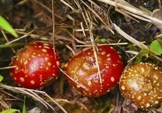 野地瓜是什么？野地瓜好吃嗎