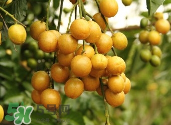 黃皮果什么人不能吃？黃皮果不能和什么一起吃