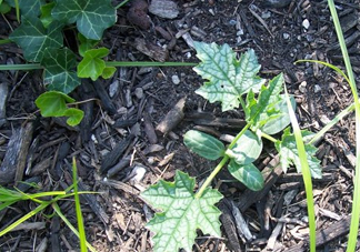 七月份可以種絲瓜嗎？絲瓜幾月份種植？