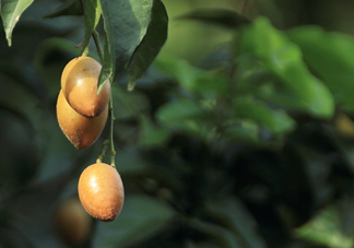 黃皮果可以減肥嗎？黃皮果能減肥嗎