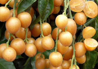 黃皮果可以放冰箱嗎？黃皮果可以放多久