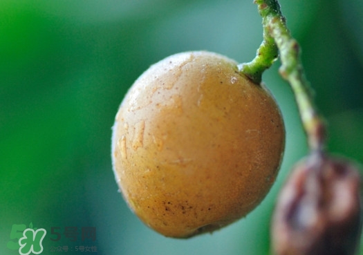 黃皮果可以減肥嗎？黃皮果能減肥嗎