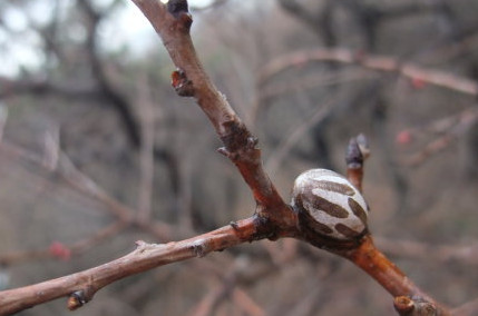洋辣子多少錢一斤？洋辣子罐是什么
