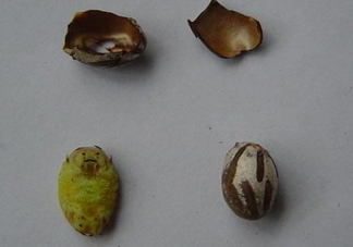 洋辣子是毛毛蟲嗎？洋辣子和毛毛蟲的區(qū)別