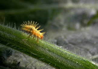 洋辣子是什么？洋辣子能吃嗎？