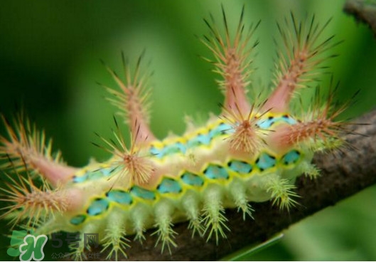 被洋辣子蟄了怎么辦？被洋辣子蟄到怎么治