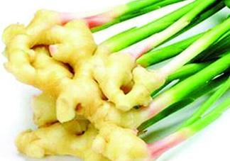 7月份可以種生姜嗎？生姜幾月份種植？