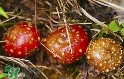 野地瓜是什么？野地瓜好吃嗎