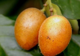 黃皮可以吃皮嗎？黃皮果可以帶皮吃嗎