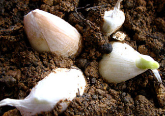 七月份可以種大蒜嗎？七月份怎樣種植大蒜才能發(fā)芽？