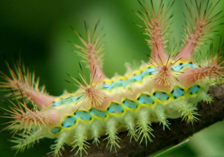 被洋辣子蟄了怎么辦？被洋辣子蟄到怎么治