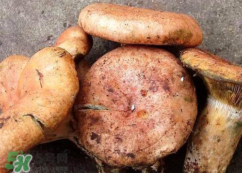 重陽(yáng)菌可以種植嗎？重陽(yáng)菌為什么不能人工種植？