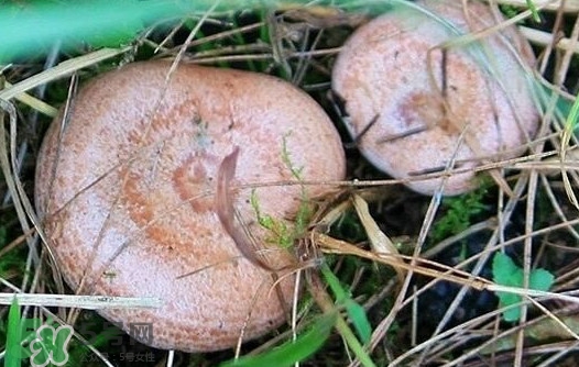 樅樹菌幾月才有？樅樹菌什么時(shí)候才有