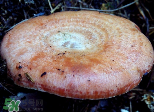 重陽菌什么時候有？重陽菌不能與什么食物一起吃