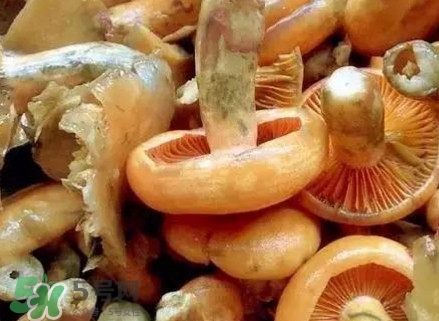 樅樹菌有毒嗎？樅樹菌怎么做好吃？