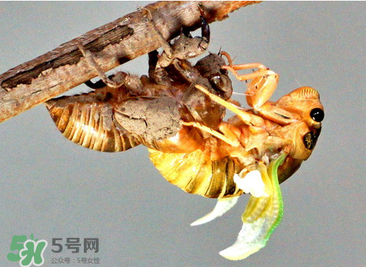 知了猴什么時候出來？知了猴幾月份出來？