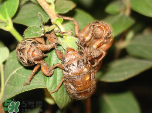 知了猴什么時候出來？知了猴幾月份出來？