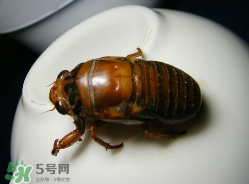 知了猴什么時候出來？知了猴幾月份出來？