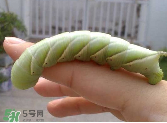 豆丹是什么？豆丹多少錢一斤？