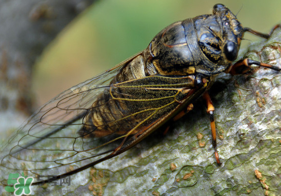 知了變黑了還能吃嗎？知了猴為什么會(huì)變黑？