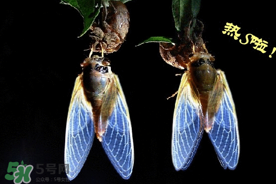 知了變黑了還能吃嗎？知了猴為什么會(huì)變黑？